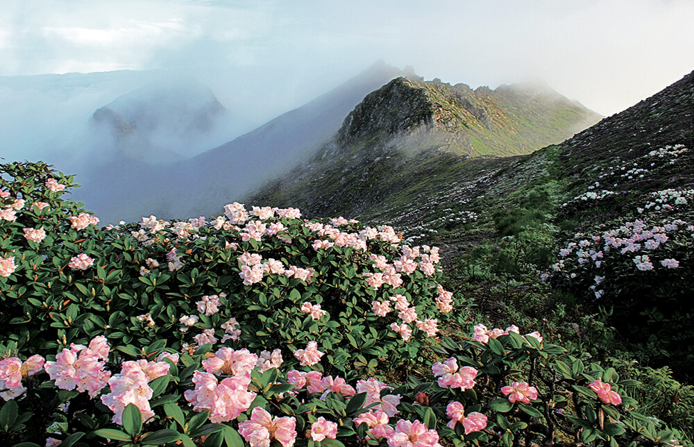 5.Alpine Rhododendron (Liu Zhiqi刘志奇).jpg