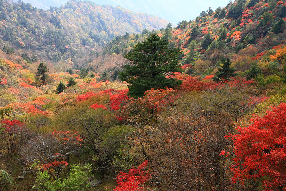 神农架秋景.JPG