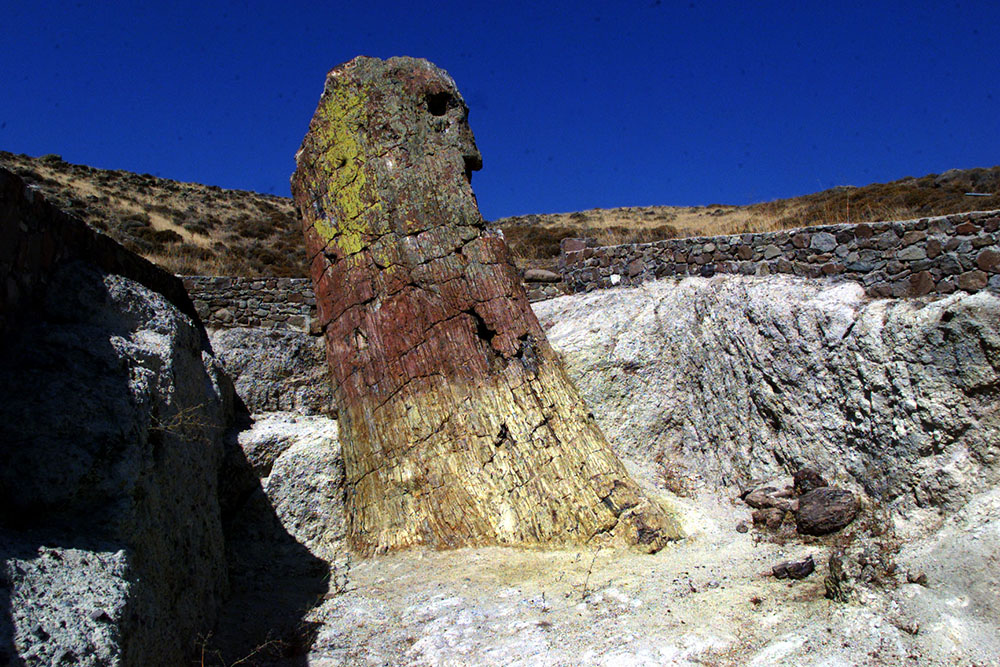 Sekoia abietina 7,02 m.jpg