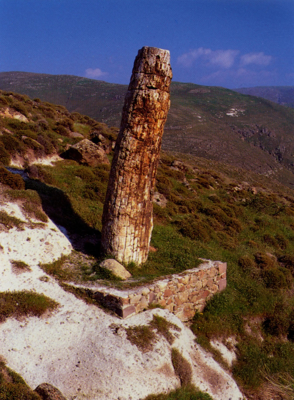 Sekoia -Taxodioxylon gypsaceum - 4,20m.jpg
