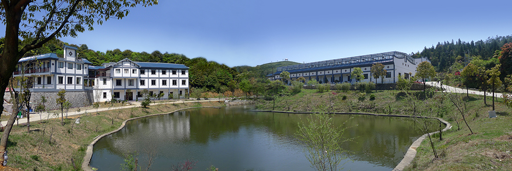 天湖茶业绿雪芽白茶庄园.jpg
